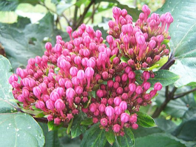 100_2277_CLERODENDRON_bungeii_buds_3a___500.jpg