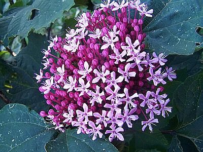 100_2302_Clerodendron_Blute_u._Knospen__4a____400.jpg