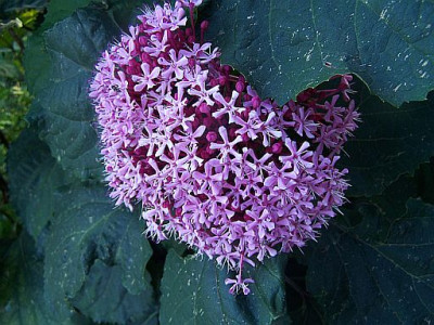 100_2301_CLERODENDRON_volle_Blute____500.jpg
