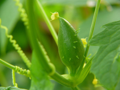 P1280147_cyclanthera_pedata.jpg