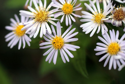 AsterIMG_4378jpg.jpg