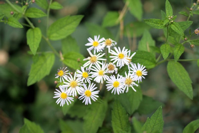 AsterIMG_4380jpg.jpg