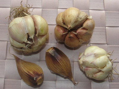 knobi_geraeuchert1.JPG
