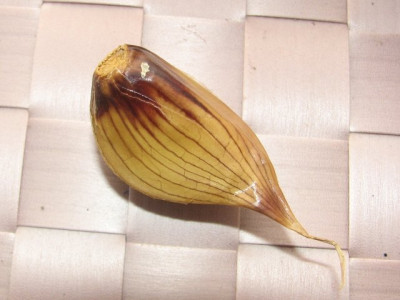 knobi_geraeuchert2.JPG