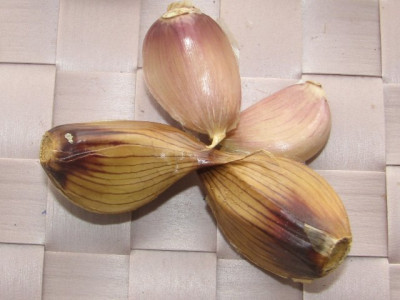 knobi_geraeuchert3.JPG