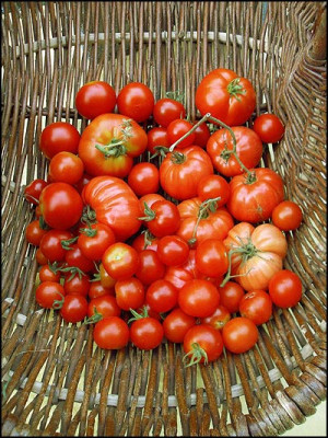 tomatenbb01.jpg