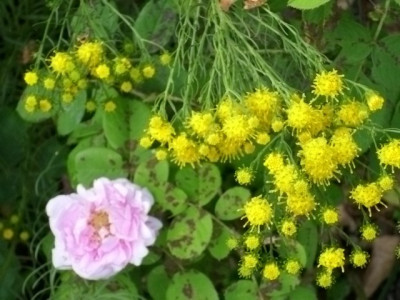 aster_linosyris.jpg