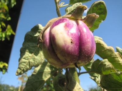 aubergine_rosa_bianca.JPG