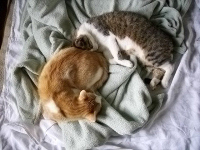bettkatzen.jpg