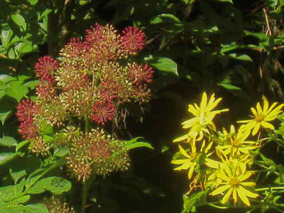 AraliaSilphium_IMG_3599.jpg