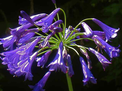 Agapanthus_IMG_3626.jpg