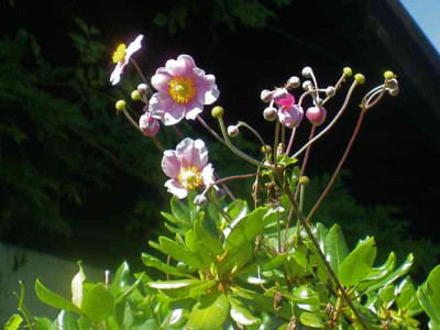 Anemone_rob._IMG_3651.jpg