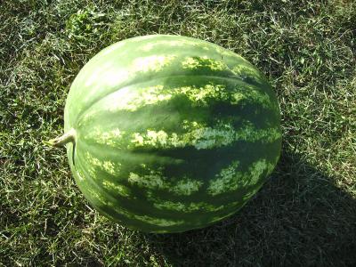 zweiteWassermelone.jpg