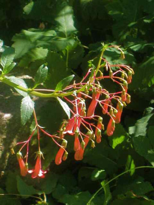 Phygelius_IMG_3658.jpg