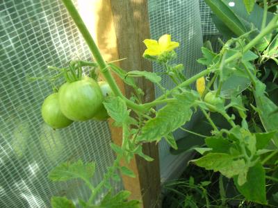 TomatemitGurke.jpg