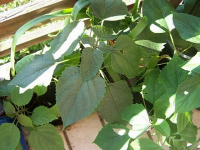 100_2316_CLERODENDRON_trichotomum___640.jpg