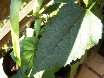 100_2317_CLERODENDRON_trichotomum__Blatt____640.jpg