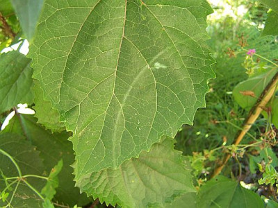100_2320_Clerodendron_bungeii__Blatt___500.jpg