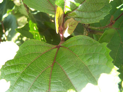 100_2321_Clerodendron_bungeii_Blatt_rot_geadert___640.jpg