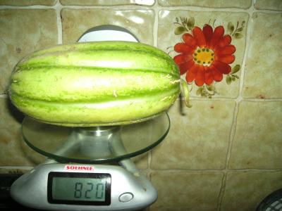 Gurkenmelone.jpg