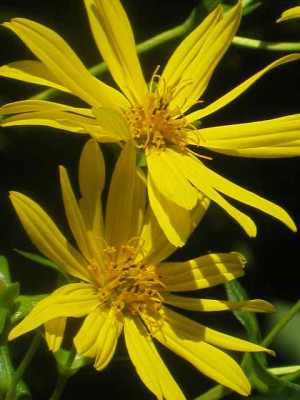 Silphium2_IMG_3685.jpg