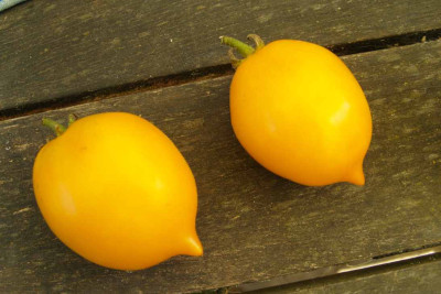 Lemon_Tree3.jpg