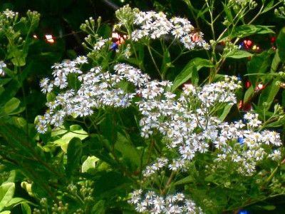 Aster_aglenii_IMG_3629.jpg