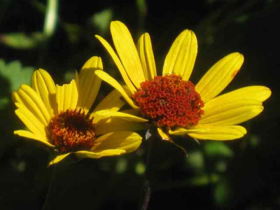 Heliopsis_IMG_3612.jpg