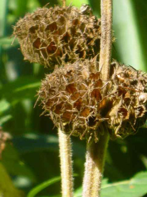 Phlomis-Samenstand_IMG_3623.jpg