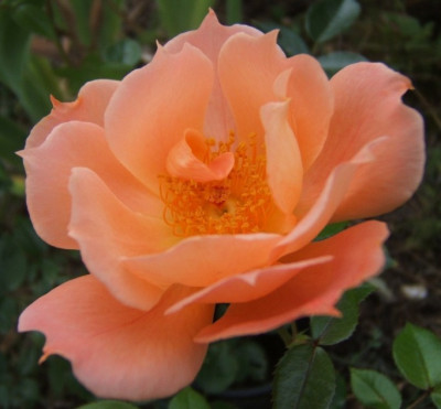 DSCF2121.JPG