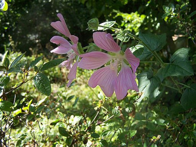 100_2323_LAVATERA_cachemiriana__Bluten____500.jpg