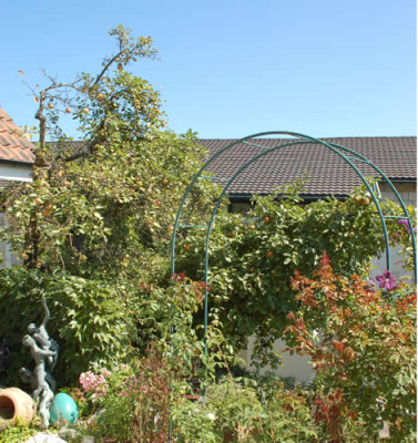 Apfelbaum_0010__7720.jpg