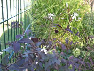 Clematis_recta_Purpurea_310909_320x200.JPG