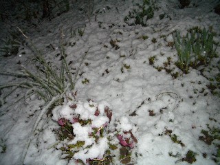 Helleborus_nachts_Schnee.jpg