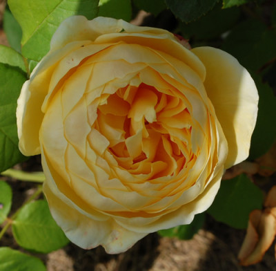 Yellow_Charles_Austin_0011__28225.jpg
