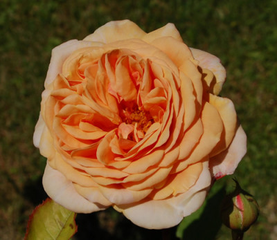 Charles_Austin_0010__51137.jpg