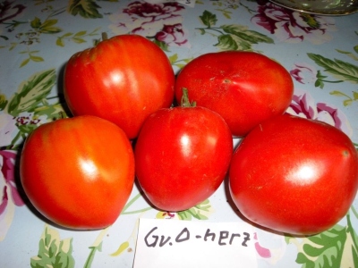 Groes_Ochsenherz_08_5-1_kl_2.jpg