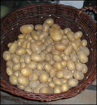 kartoffelernte01.jpg