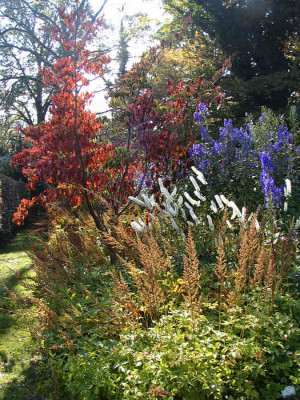 Cornus_kousa2_Cimicifuga_kl.jpg