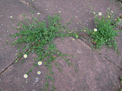 Erigeron_karvinskianus_01.jpg