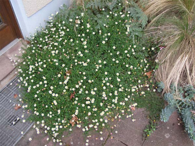Erigeron_karvinskianus_02.jpg