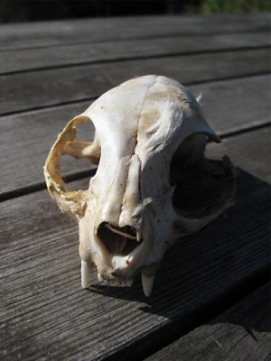 tierschaedel_01.jpg