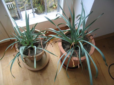 Pancratium_maritimum.jpg