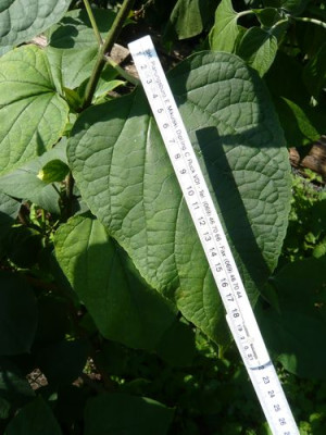 Clerodendrum_fars_2009.jpg