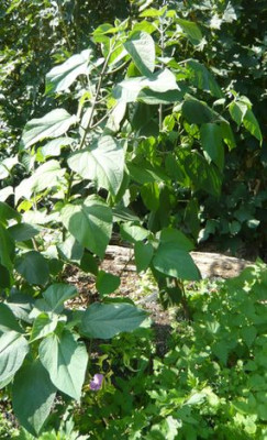 Clerodendrum_2_fars_2009.jpg