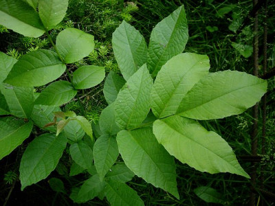 b1006267_640.jpg