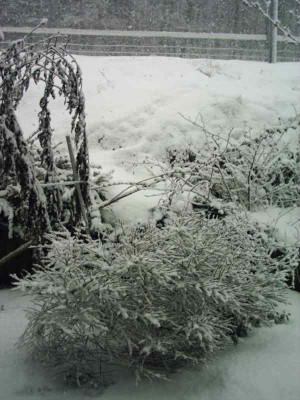 Schnee_wohin_man_schaut3.JPG