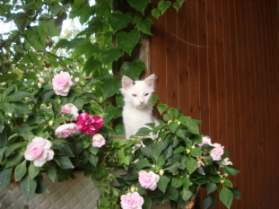 SamirinderBlumenkiste.jpg