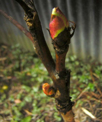77Paeonia_lutea_K.jpg