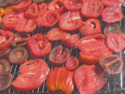 tomaten_getr_011.jpg